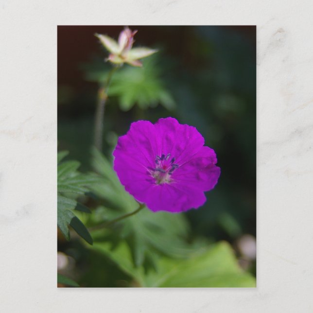 Cartão Postal Flor Roxo (Frente)