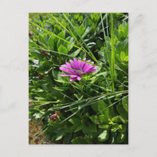 Cartão Postal Flor Roxo