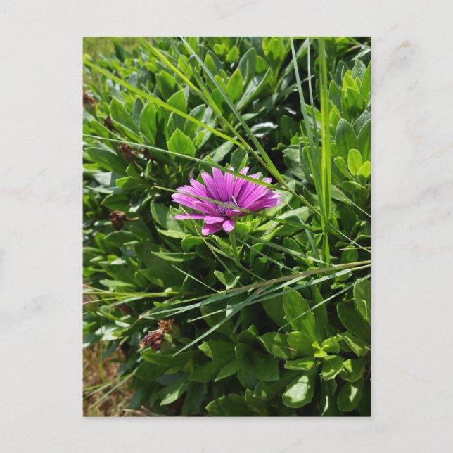 Cartão Postal Flor Roxo (Frente)