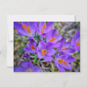 Cartão Postal Flor Roxo