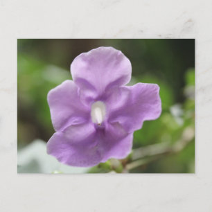 Cartão Postal Flor Roxo # 3