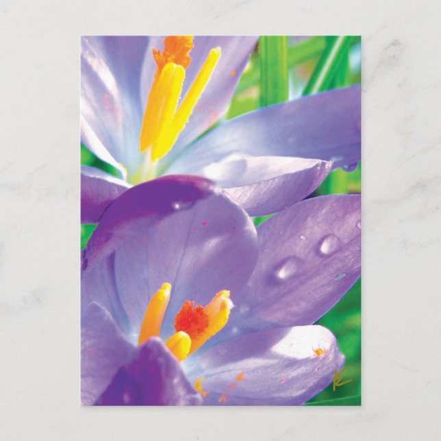 Cartão Postal Flor Roxo Com Natureza Elegante Dew (Frente)