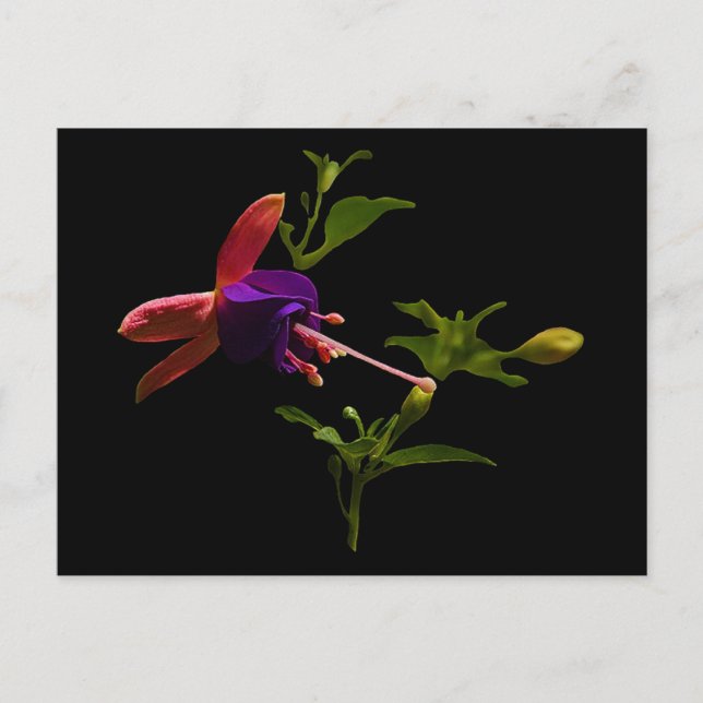 Cartão Postal Flor Roxo da Fúcsia (Frente)