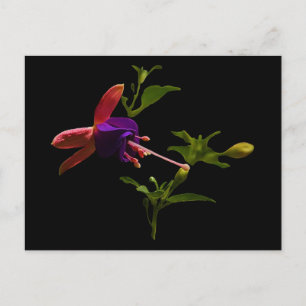 Cartão Postal Flor Roxo da Fúsia