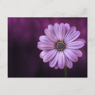 Cartão Postal Flor Roxo em Bloom