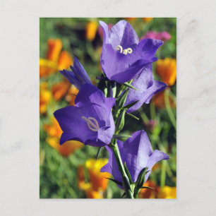 Cartão Postal Flor Roxo Harebell