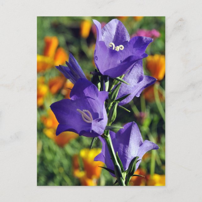 Cartão Postal Flor Roxo Harebell (Frente)