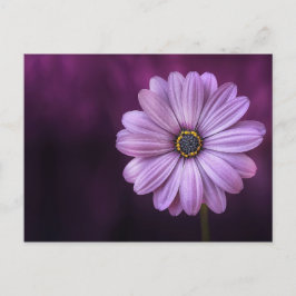 Cartão Postal Flor Roxo no Bloom