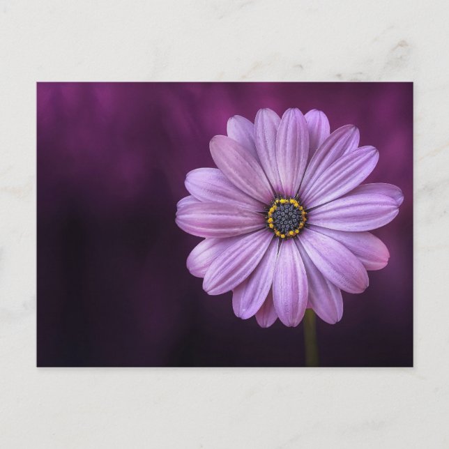 Cartão Postal Flor Roxo no Bloom (Frente)