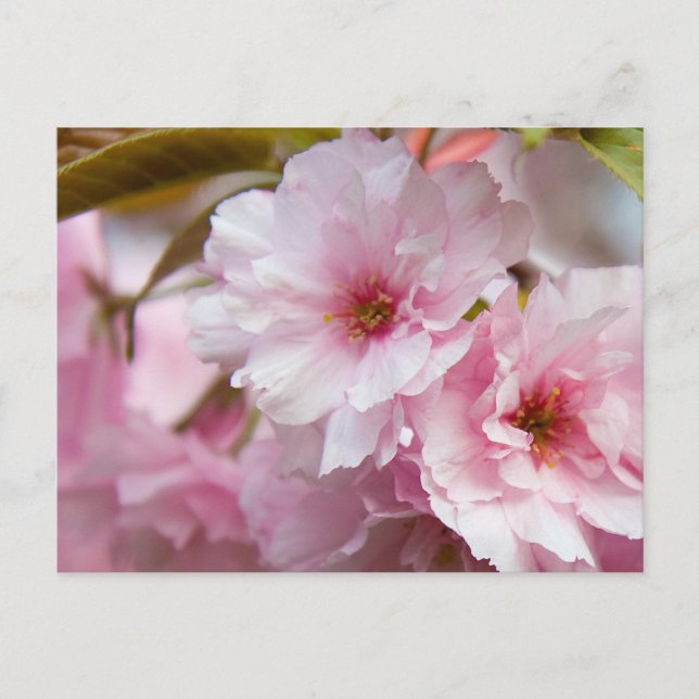 Cartão Postal Flor Sakura Rosa (Frente)