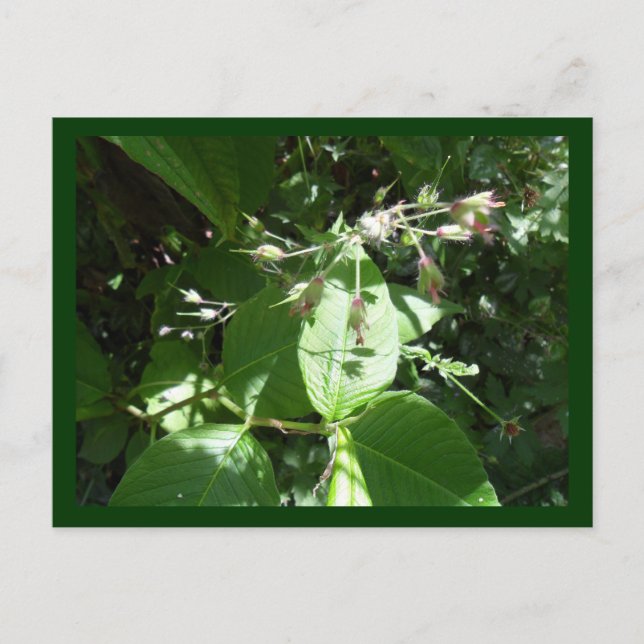 Cartão Postal Flor selvagem (Frente)