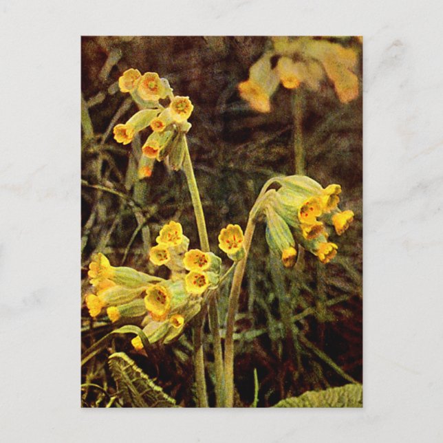 Cartão Postal Flor selvagem: Cowslip (Frente)