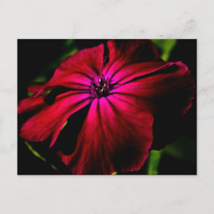 Cartão Postal Flor selvagem púrpura pcn