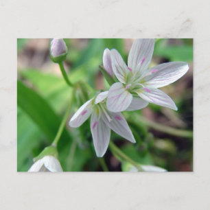 Cartão Postal Flor silvestre