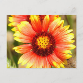 Cartão Postal Flor Silvestre da Flórida