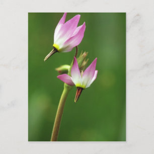 Cartão Postal Flor silvestre estrela cadente, Califórnia, EUA