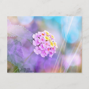 Cartão Postal Flor Sonhadora