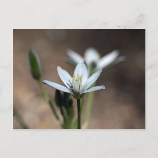 Cartão Postal Flor Star-of-Bethlehem (Ornithogalum umbellatum) (Frente)