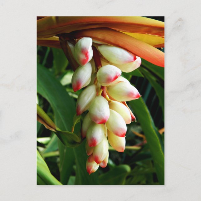 Cartão Postal Flor tropical exótica (Frente)