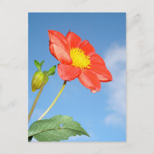 Cartão Postal Flor única de amendoeira vermelha