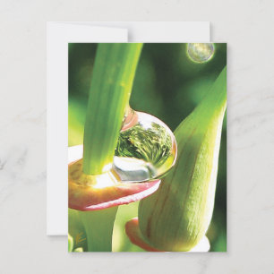 Cartão Postal Flor Verde e Vermelho Pacífico com Vista
