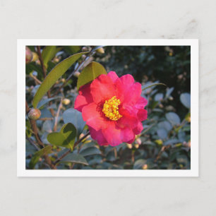 Cartão Postal flor vermelha da camellia