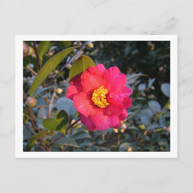 Cartão Postal flor vermelha da camellia (Frente)