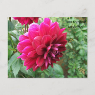 Cartão Postal flor vermelha da dália, bud, foto, verde, cicromen