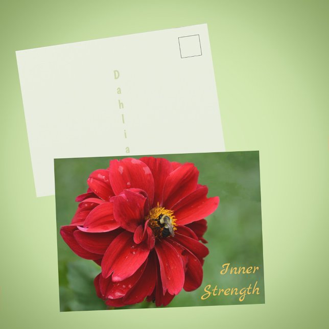 Cartão Postal Flor Vermelha de Dahlia e Abelha Fotografia (Criador carregado)