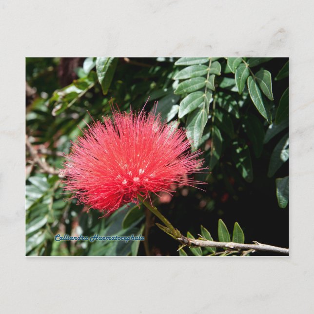 Cartão Postal Flor Vermelho - Calliandra (Frente)