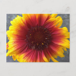 Cartão Postal Flor vibrante