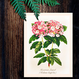 Cartão Postal Flor Vintage de Laurel de Montanha Botânica