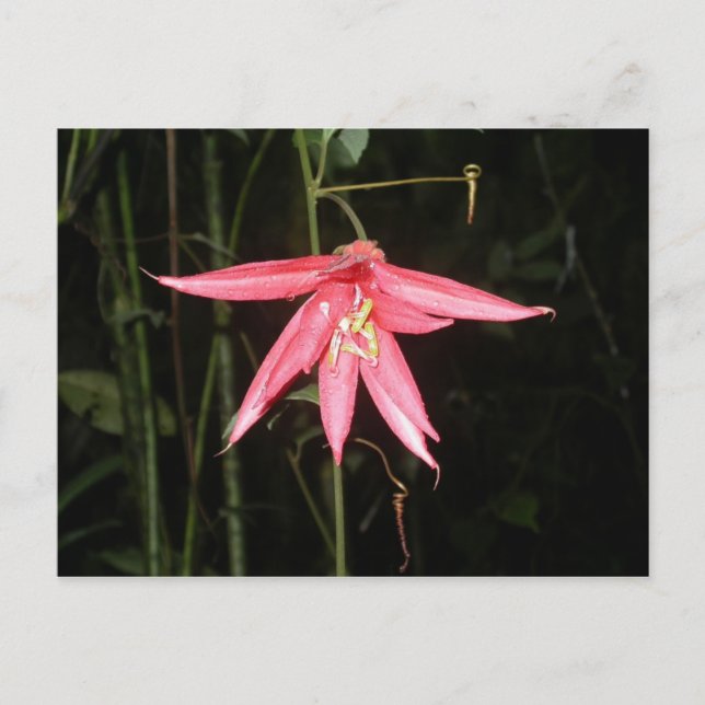 Cartão Postal Flor, Vulcão Arenal, Costa Rica (Frente)