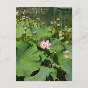 Cartão Postal Flor Waterlily Lotus Rosa num Pond durante o Verão