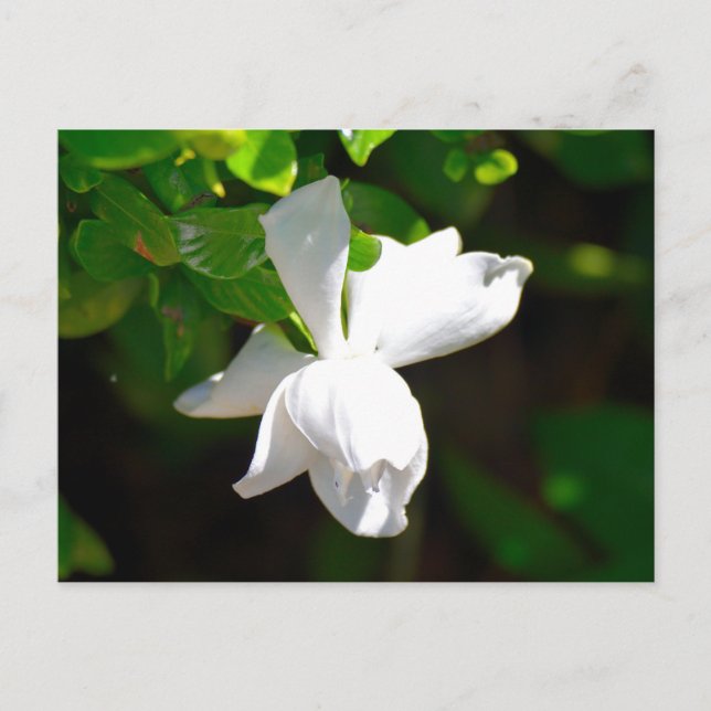 Cartão Postal Flor White Gardenia (Frente)