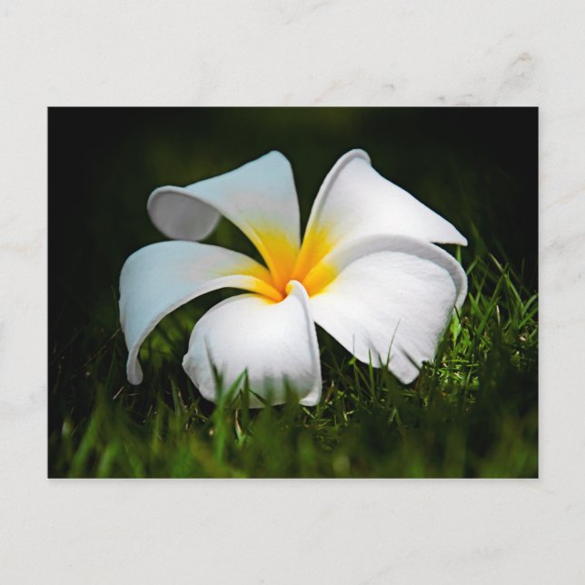 Cartão Postal Flor White Plumeria Frangipani Hawaii (Frente)