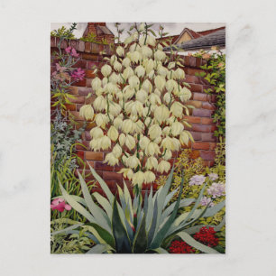 Cartão Postal Flor Yucca