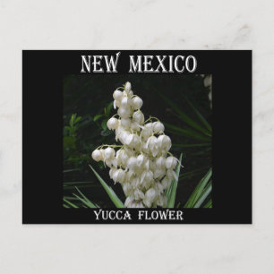 Cartão Postal Flor Yucca no Novo México