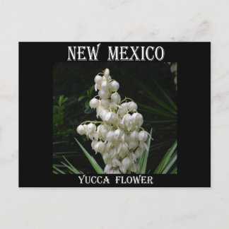 Cartão Postal Flor Yucca no Novo México
