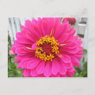 Cartão Postal flor,zinnia cor-de-rosa