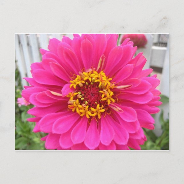 Cartão Postal flor,zinnia cor-de-rosa (Frente)