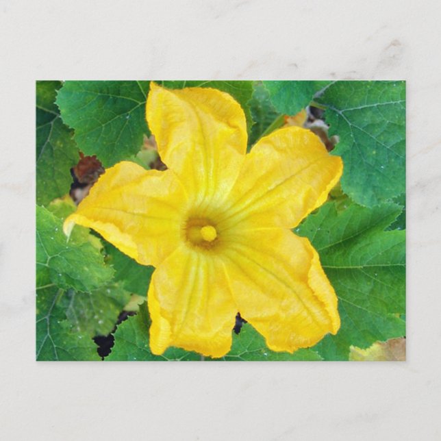 Cartão Postal Flor Zucchini (Frente)