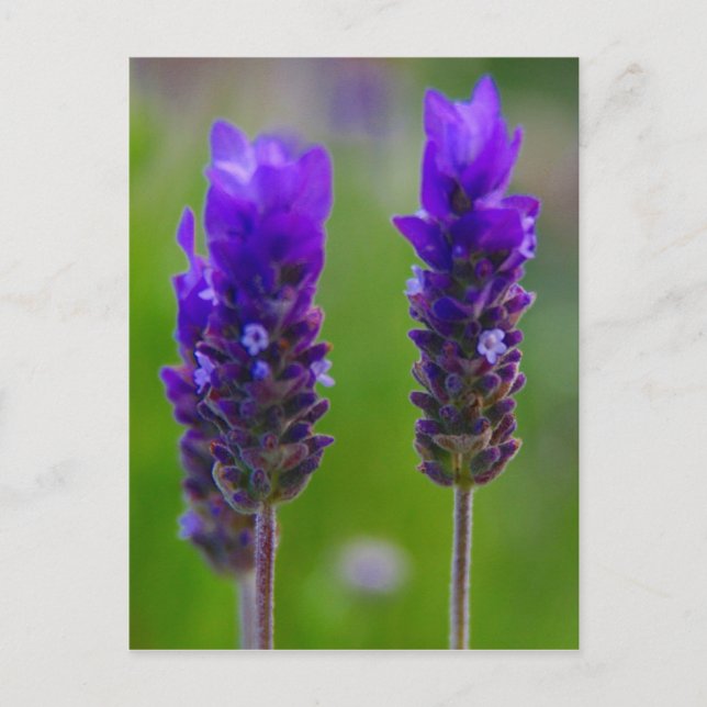 Cartão Postal flora de lavanda (Frente)