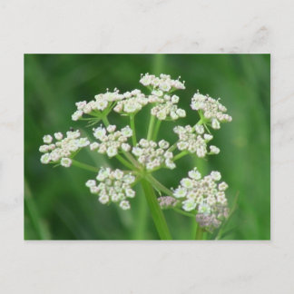 Cartão Postal Flora Flores Plantas Botânica Umatilla Oregon