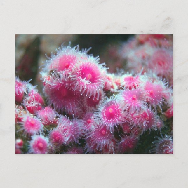 Cartão Postal Flora Oceânica (Frente)