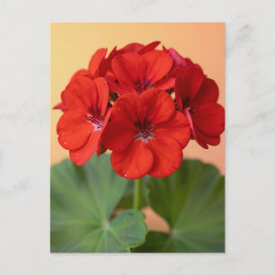Cartão Postal Floração Floral de Gerânio Vermelho Vibrante