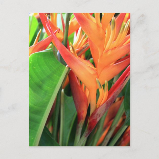 Cartão Postal Florais de Heliconia Tropical Brilhantes (Frente)