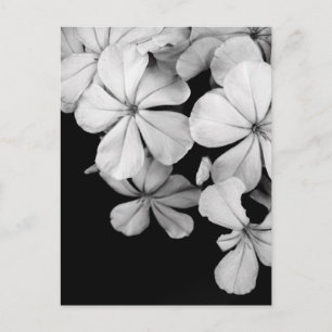 Cartão Postal Florais preto e branco