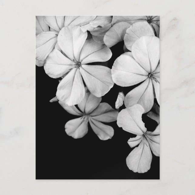 Cartão Postal Florais preto e branco (Frente)