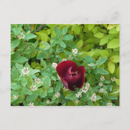 Cartão Postal Floral